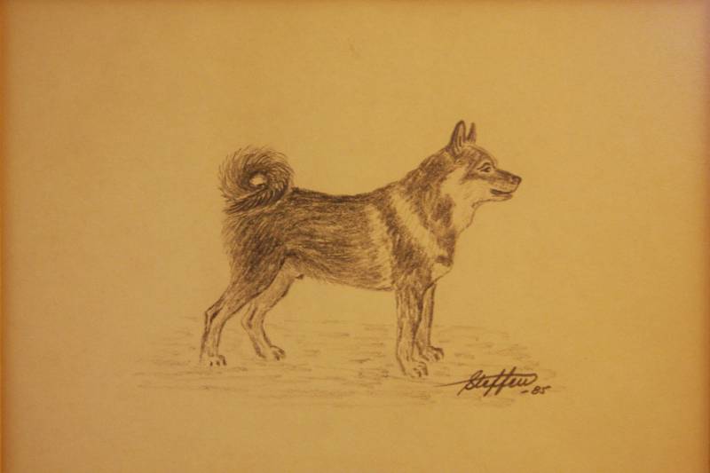 Hund blyerts